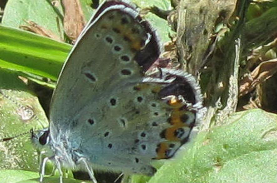 Tre Lycaenidae da ID